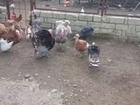 Turkeys — ছবি 4