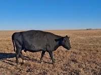 Cow, Simmental cattle — photo 3