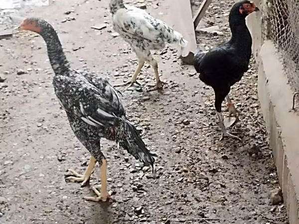 Chickens — Azerbejdżan