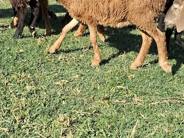 Sheep (batch, sex not specified), Sheep — Kazakhstan