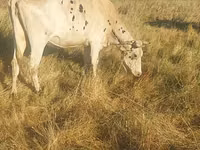 Cow, Cattle — photo 1