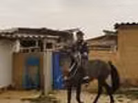Horse (M), Horses — photo 2
