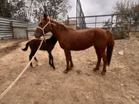Mare, Kazakh horse — photo 5