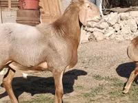 Ram, Arashan sheep — photo 3