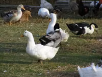 Ducks — φωτογραφία 4