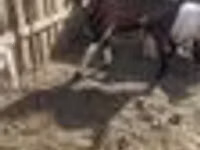 Billy Goat, Nubian Goat — photo 4