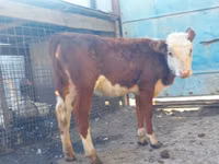 Cow, Hereford — photo 4
