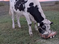 گاو ماده, Russian Black pied cattle — عکس 2