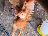 Chickens — foto 1