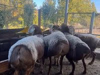 Ram, Arashan sheep — photo 4
