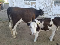 Cow, Latvian Blue cattle — photo 2