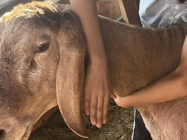 Kambing jantan, Arashan sheep — Kazakhstan