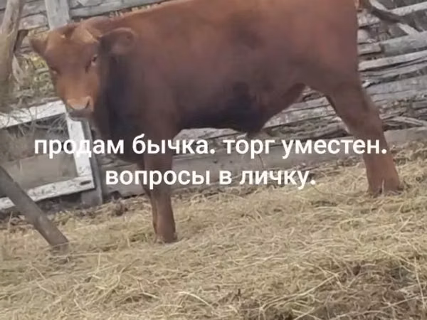 Bull, Limousin cow