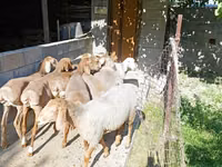 Sheep, Arashan sheep — photo 7