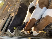 Toro, Simmental cattle — foto 1
