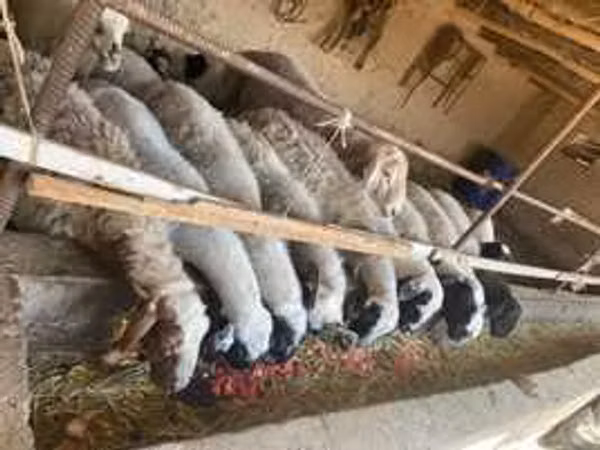 Sheep, Sheep — Uzbekistan