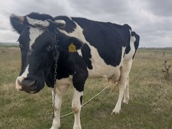 母牛, Russian Black pied cattle