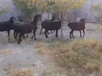 Sheep, Hissar sheep — photo 8