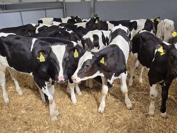 Cattle (batch, sex not specified), Holstein breed — Poland