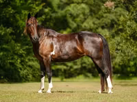 Hoppe, American paint horse — foto 7