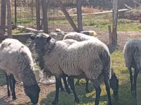 Ovan, Romanov sheep — fotografija 2