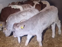 Boğa, Simmental cattle — foto 2