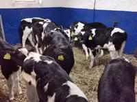 Bulle, Russian Black pied cattle — Foto 4
