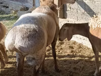 Ram, Arashan sheep — photo 1