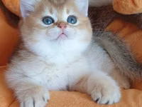 Britaniya Şinşilla (Golden/Blue eyes) balası - Cins: Britaniya — फ़ोटो 3