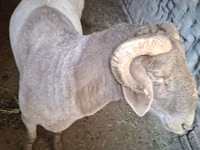 Ram, Sheep — photo 7
