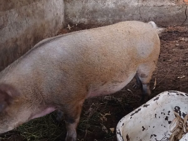 Boar, Pigs
