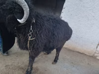 Ram, Sheep — photo 3