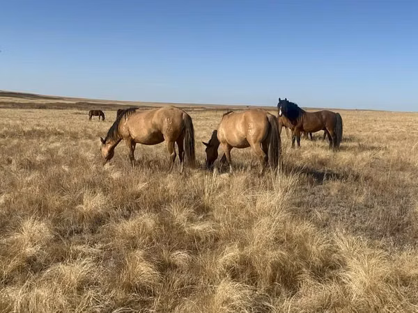 Ngựa cái, Mugalzhar horse