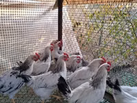 Chickens — photo 1