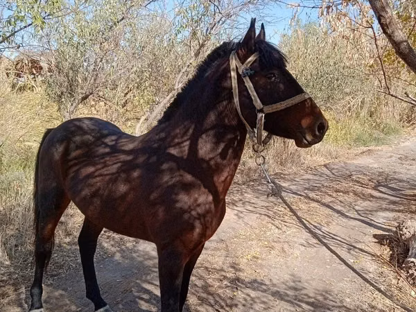 Horse (M), Karabair horse — Uzbekistan