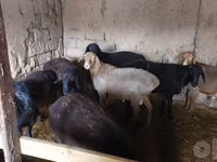 Kambing jantan, Sheep — foto 5
