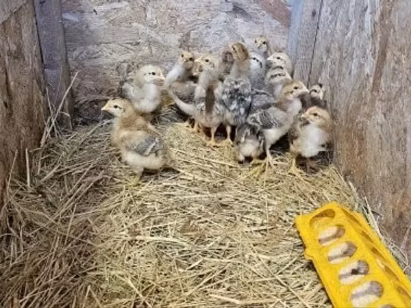 Chickens — Hangari
