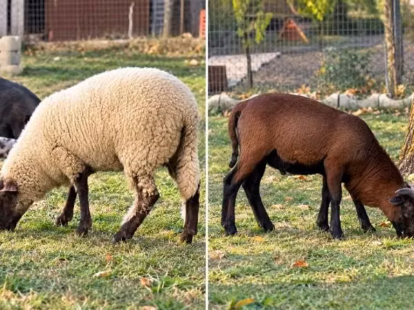 Овце (партида, пол не е посочен), White Suffolk sheep