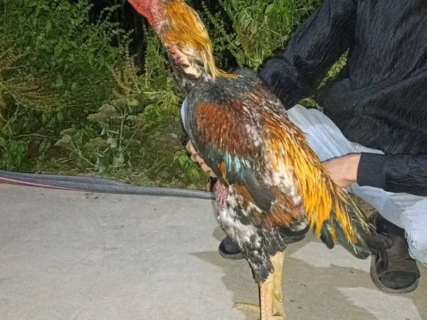 Chickens — Uzbekistan