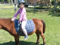 Mare, Horses — photo 1