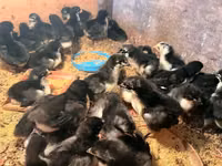 Australorp — foto 2