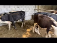 公牛, Cattle — 照片 2