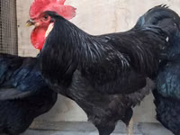 Chickens — foto 1