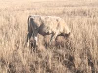 Bull, Swiss cattle — photo 7