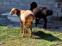 Ram, Hissar sheep — photo 6