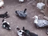 Ducks — عکس 2