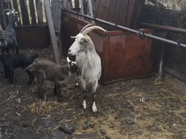 Goat, Goats — Kazakhstan