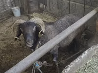 Ovelhas (lote, sexo não especificado), Ovelhas — foto 3