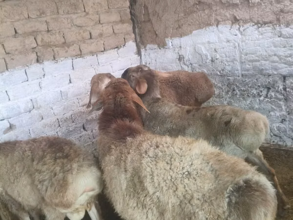 Baran, Rhon sheep