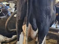 母牛, Holstein breed — 照片 7